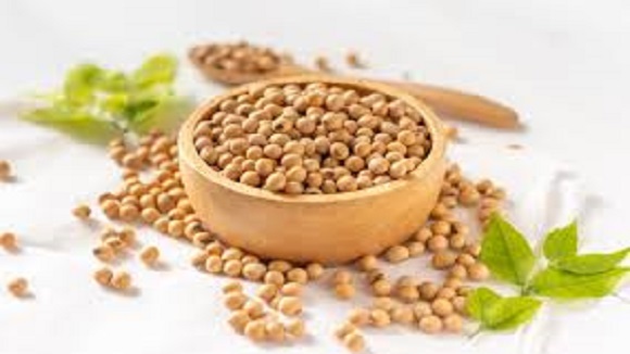 seed export transportation