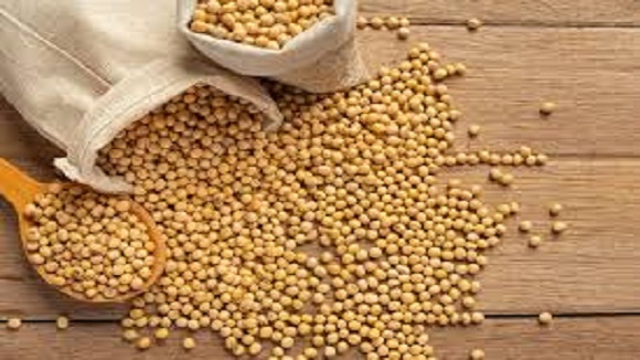 Seed Export Transportation