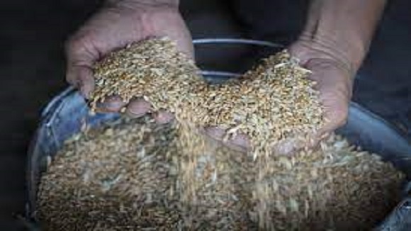 Seed Export Transport