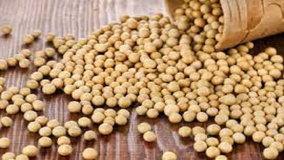 seed