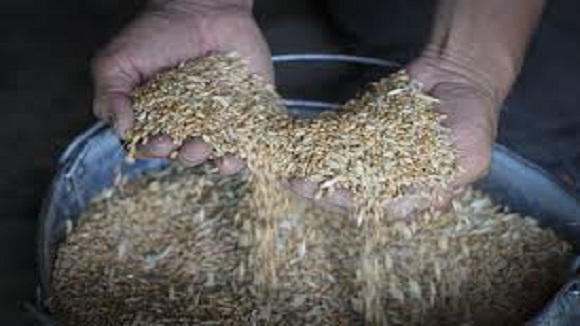 Seed Export Transport Services