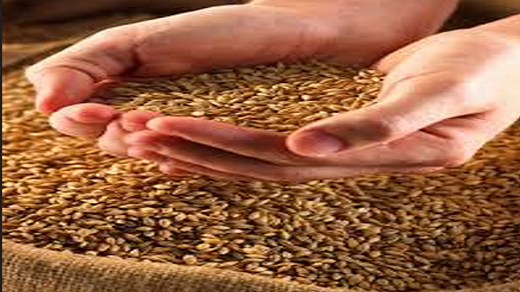 Seed Export Transportation